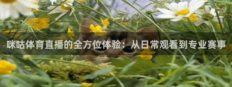 蓝鲸lanjing同直播：咪咕体育直播的全方位体验：从日常观看到专业赛事