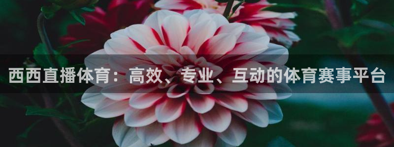 蓝鲸交警直播：西西直播体育：高效、专业、互动的体育赛事平台